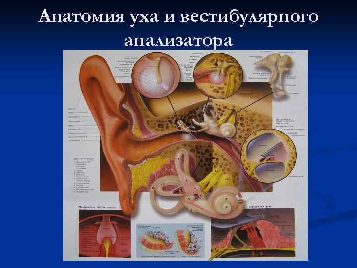 Анатомия уха и вестибулярного анализатора 