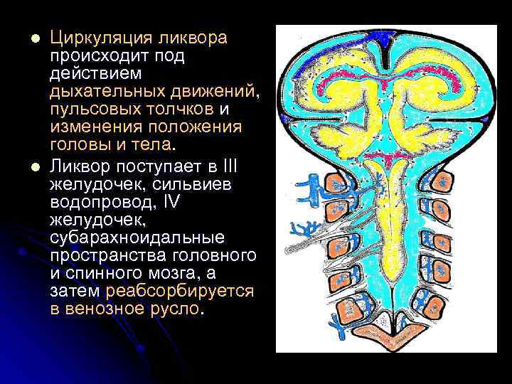 l l Циркуляция ликвора происходит под действием дыхательных движений, пульсовых толчков и изменения положения