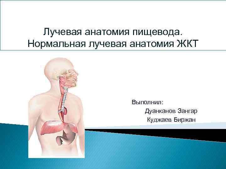 Лучевая анатомия пищевода. Нормальная лучевая анатомия ЖКТ Выполнил: Дуанканов Зангар Куджаев Биржан 