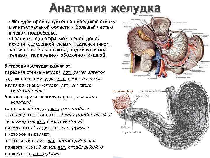 Анатомия желудка • Желудок проецируется на переднюю стенку в эпигастральной области и большей частью