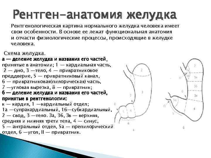 Рентген-анатомия желудка Рентгенологическая картина нормального желудка человека имеет свои особенности. В основе ее лежат
