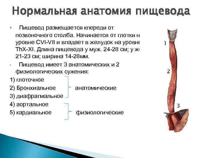Нормальная анатомия пищевода Пищевод размещается кпереди от позвоночного столба. Начинается от глотки на уровне