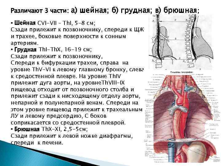 Различают 3 части: а) шейная; б) грудная; в) брюшная; • Шейная CVI-VII – Th.