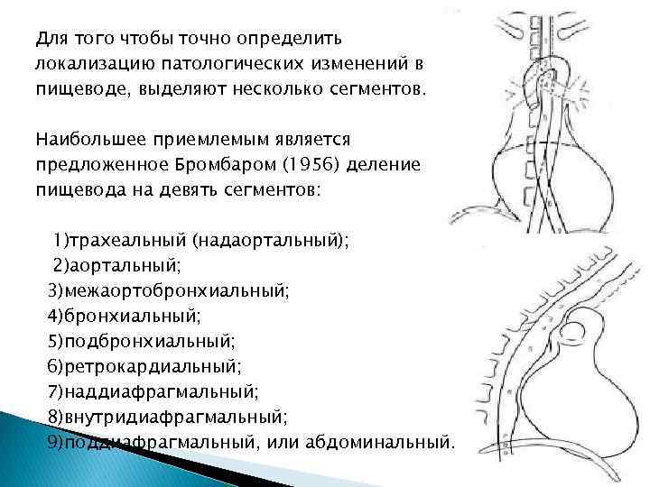 Для того чтобы точно определить локализацию патологических изменений в пищеводе, выделяют несколько сегментов. Наибольшее