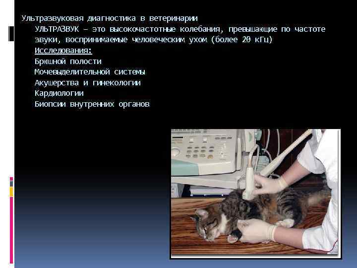 Ультразвуковая диагностика в ветеринарии УЛЬТРАЗВУК – это высокочастотные колебания, превышающие по частоте звуки, воспринимаемые
