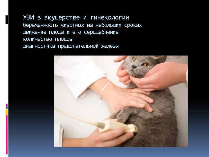 УЗИ в акушерстве и гинекологии беременность животных на небольших сроках движение плода и его