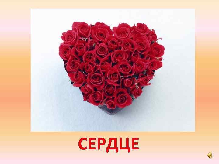 СЕРДЦЕ 