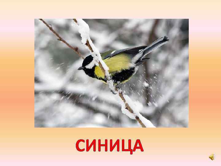 СИНИЦА 