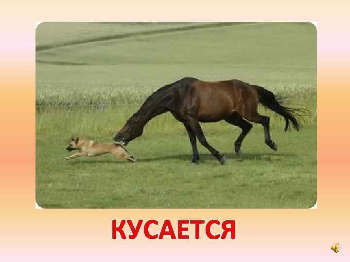 КУСАЕТСЯ 