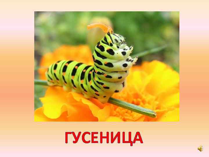 ГУСЕНИЦА 