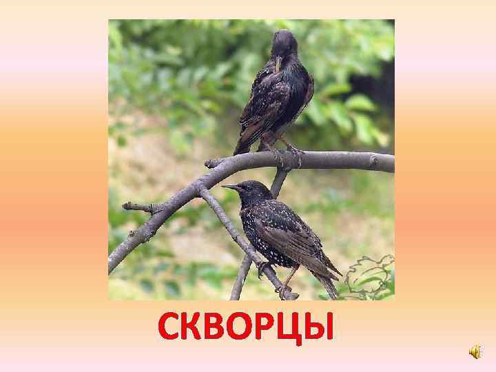 СКВОРЦЫ 