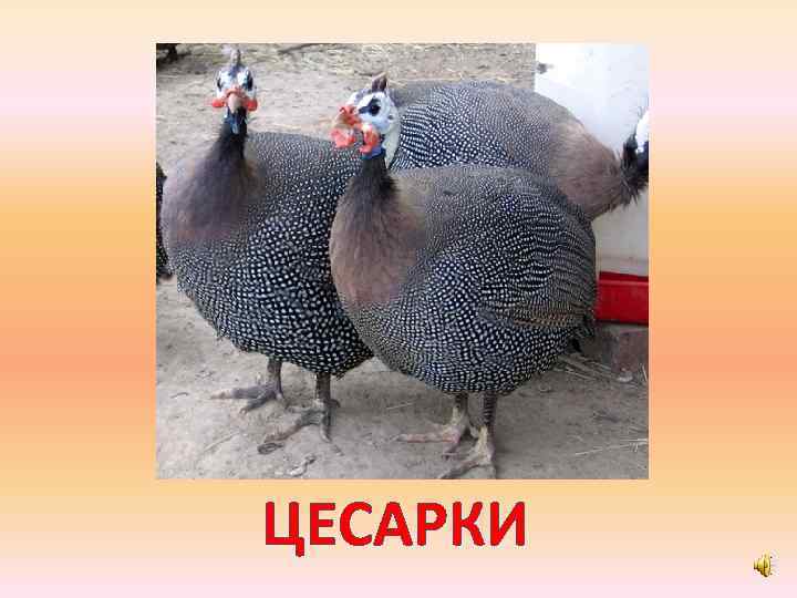 ЦЕСАРКИ 