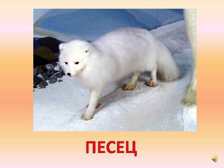 ПЕСЕЦ 