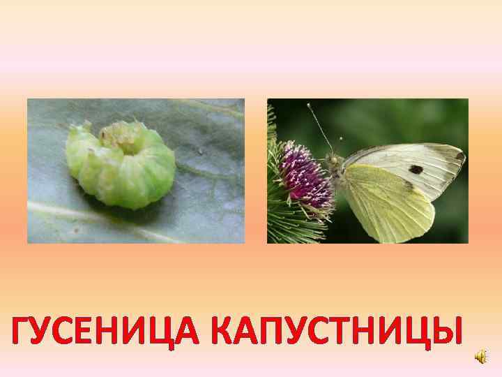 ГУСЕНИЦА КАПУСТНИЦЫ 