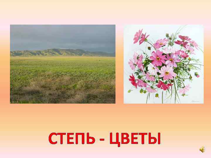 СТЕПЬ - ЦВЕТЫ 