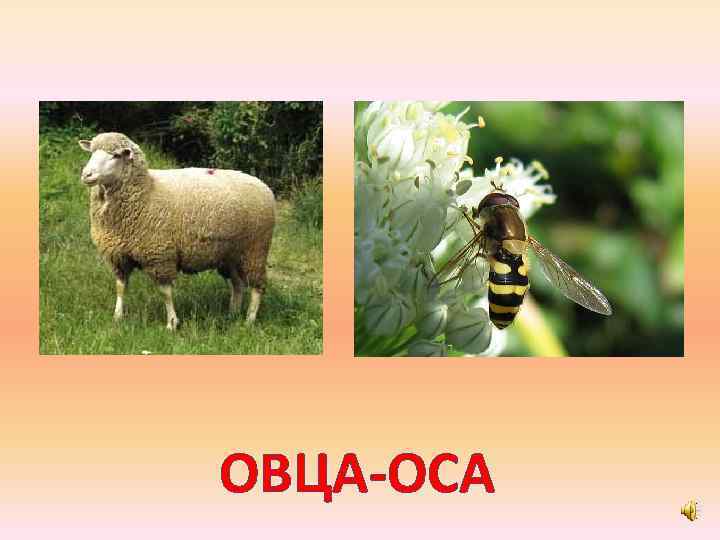 ОВЦА-ОСА 