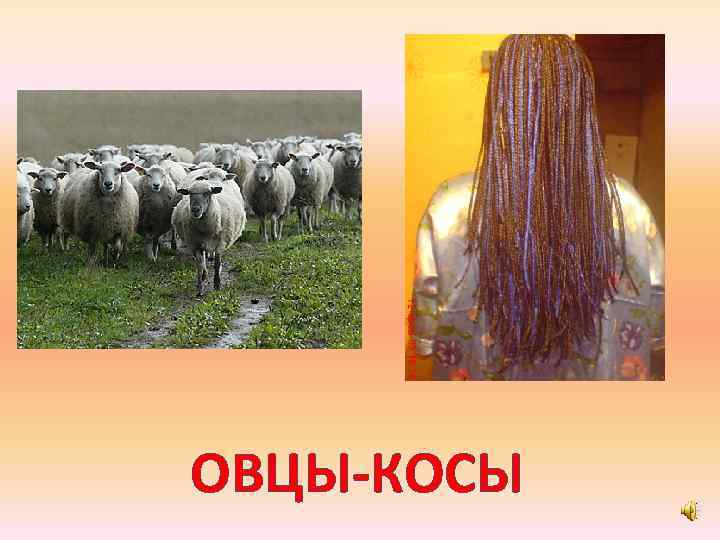 ОВЦЫ-КОСЫ 