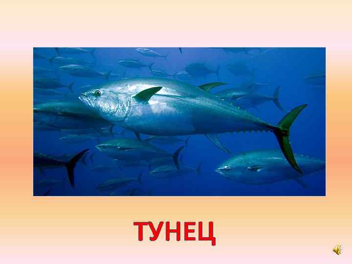 ТУНЕЦ 