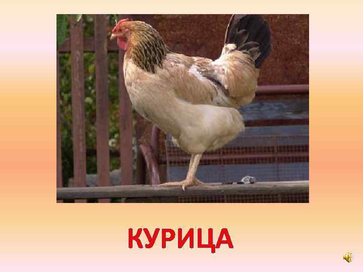 КУРИЦА 