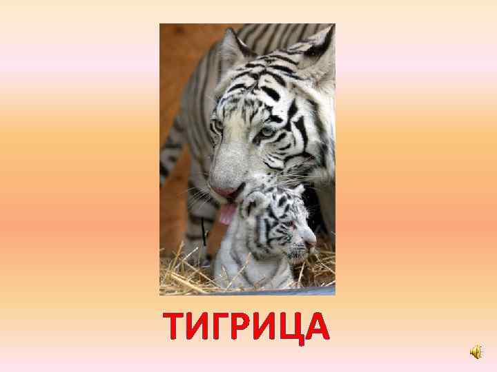 ТИГРИЦА 