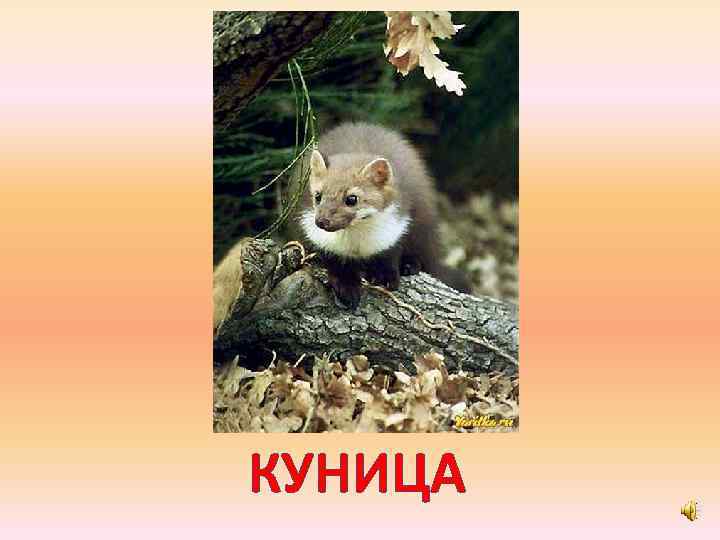 КУНИЦА 