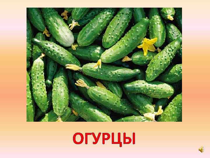 ОГУРЦЫ 