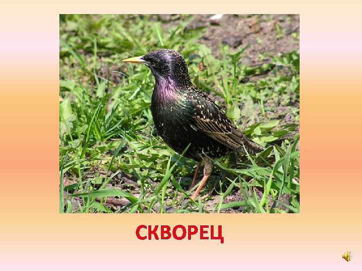 СКВОРЕЦ 