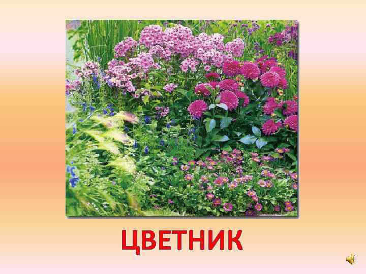 ЦВЕТНИК 