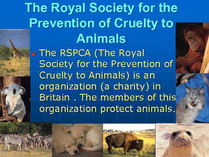 The Royal Society for the Prevention of Cruelty to Animals n The RSPCA (The