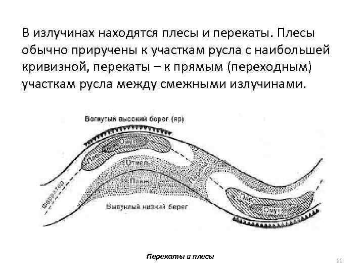 В излучинах находятся плесы и перекаты. Плесы обычно приручены к участкам русла с наибольшей