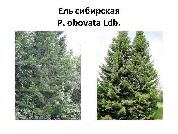 Ель сибирская P. obovata Ldb. 