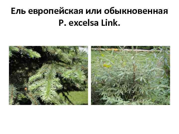 Ель европейская или обыкновенная P. excelsa Link. 