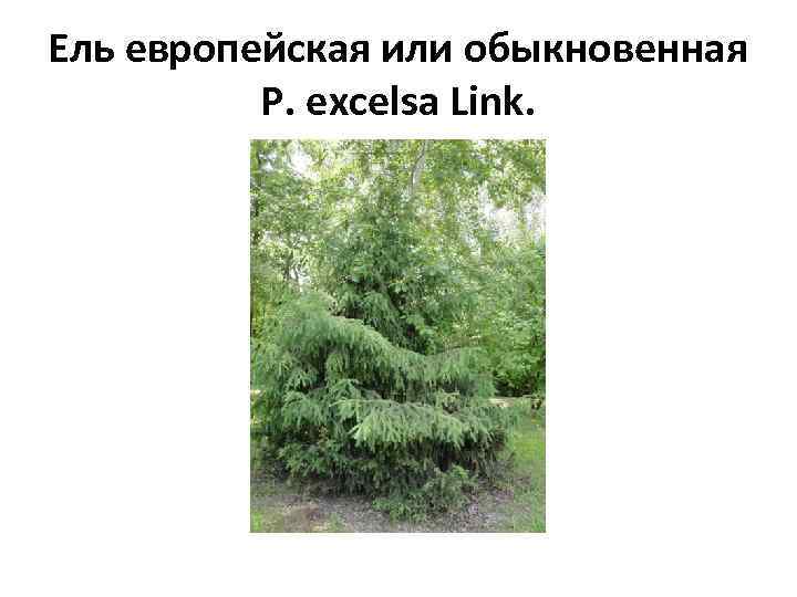 Ель европейская или обыкновенная P. excelsa Link. 