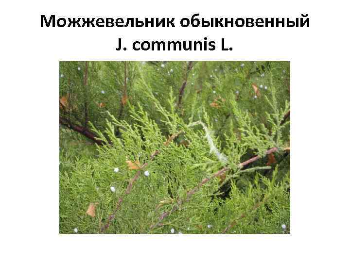 Можжевельник обыкновенный J. communis L. 
