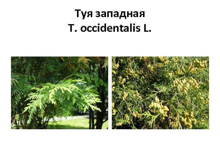 Туя западная T. occidentalis L. 