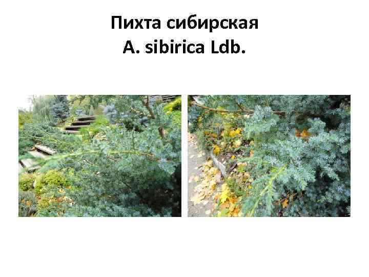 Пихта сибирская A. sibirica Ldb. 