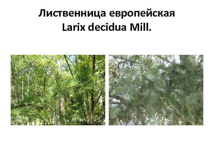 Лиственница европейская Larix decidua Mill. 