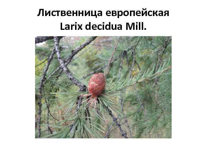 Лиственница европейская Larix decidua Mill. 