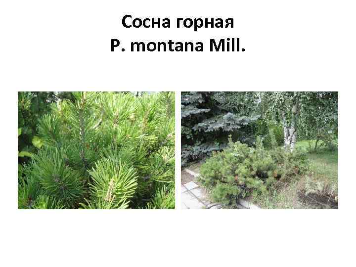 Сосна горная P. montana Mill. 