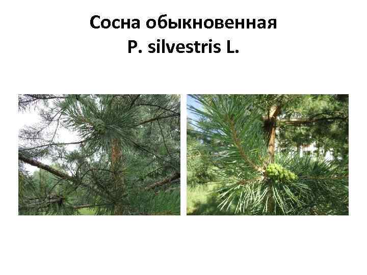 Сосна обыкновенная P. silvestris L. 