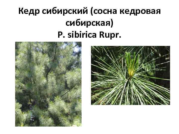 Кедр сибирский (сосна кедровая сибирская) P. sibirica Rupr. 