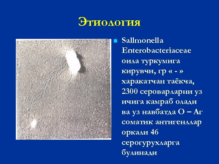 Этиология n Sallmonella Enterobacteriaceae оила туркумига кирувчи, гр « - » харакатчан таёкча, 2300