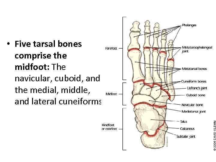  • Five tarsal bones comprise the midfoot: The navicular, cuboid, and the medial,