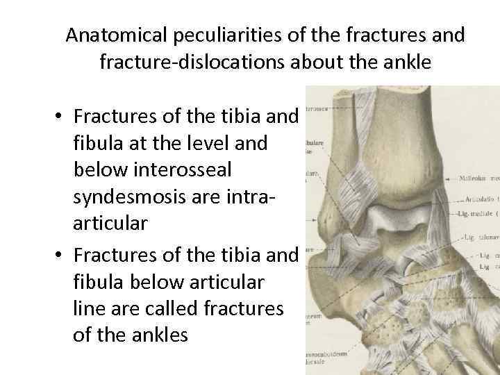 Anatomical peculiarities of the fractures and fracture-dislocations about the ankle • Fractures of the