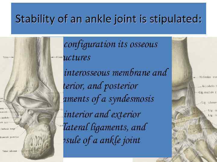 Stability of an ankle joint is stipulated: membrana • by configuration its osseous interossea