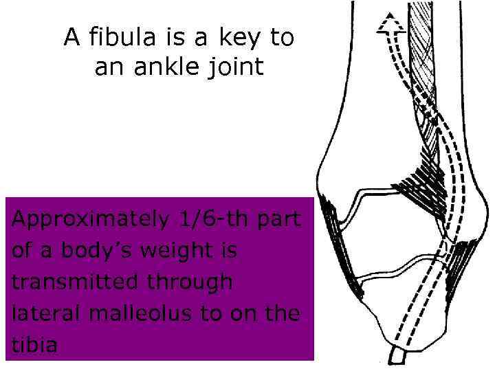 A fibula is a key to an ankle joint Approximately 1/6 -th part of