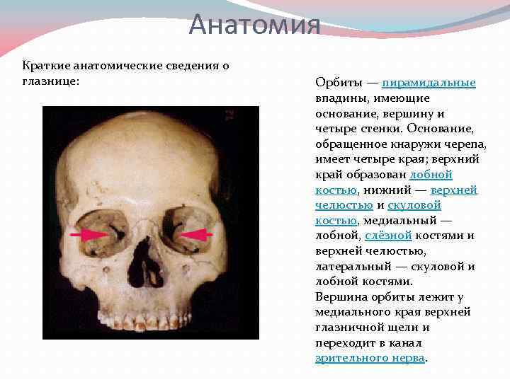 Анатомия Краткие анатомические сведения о глазнице: Орбиты — пирамидальные впадины, имеющие основание, вершину и