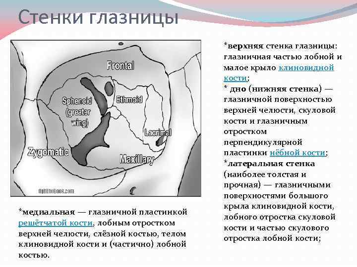 Стенки глазницы *медиальная — глазничной пластинкой решётчатой кости, лобным отростком верхней челюсти, слёзной костью,