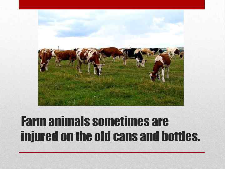 Farm animals sometimes are injured on the old cans and bottles. 