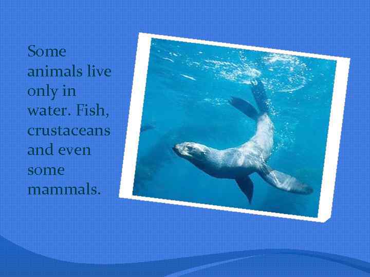 Some animals live only in water. Fish, crustaceans and even some mammals. 